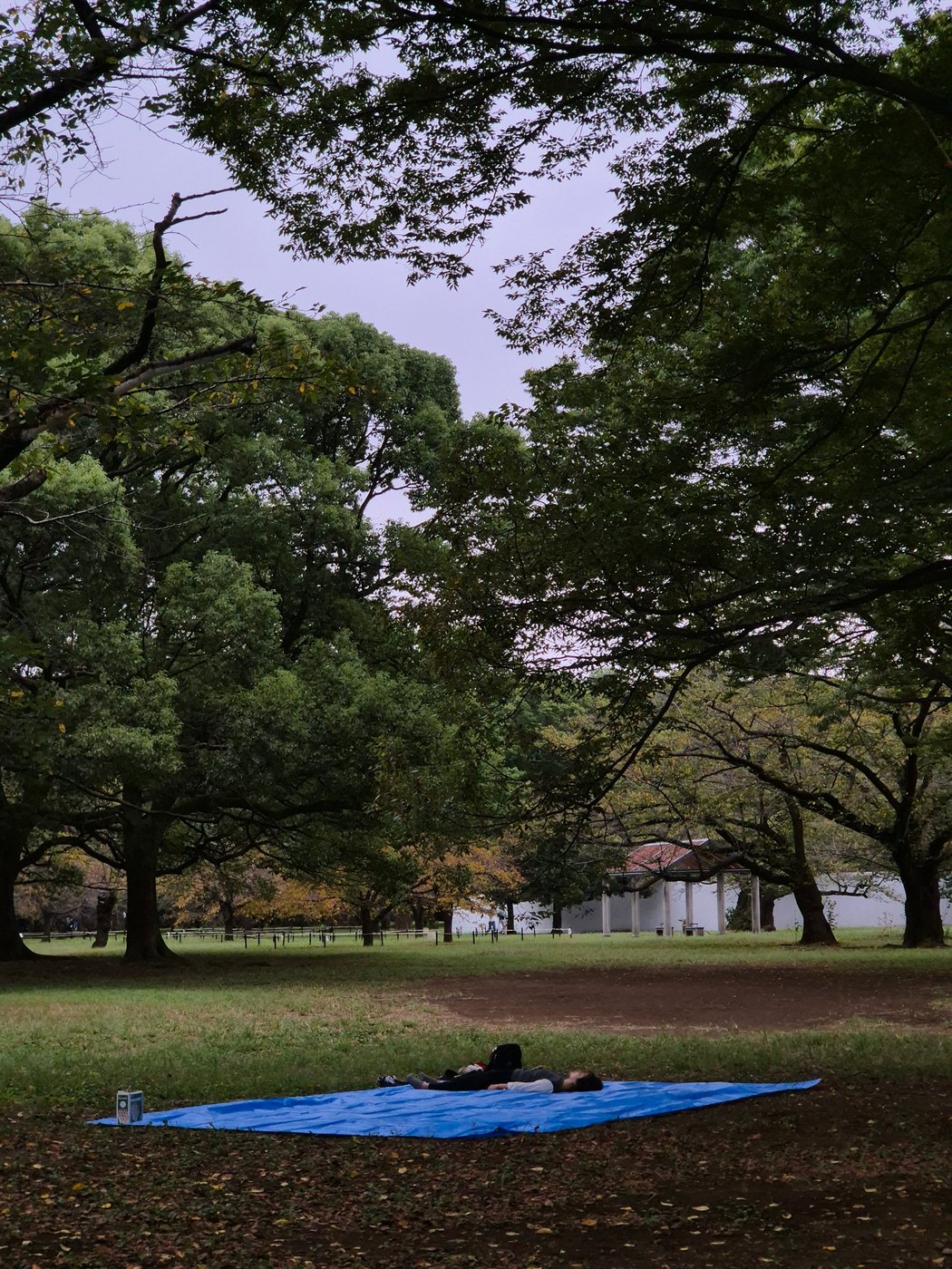 Person lying on a blue tarp in a park, Tokyo